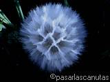 foto de flor-molinillos de scorzonera laciniata con tama&ntilde;o de 160X120; ver distintas medidas disponibles a la derecha